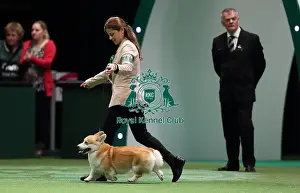 Crufts 2016 Best of Breed
