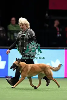 Crufts 2016 Best of Breed