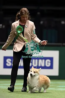 Crufts 2016 Best of Breed