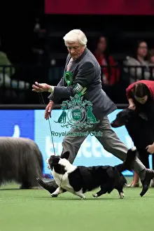 Crufts 2016 Best of Breed