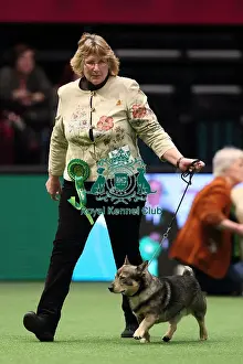 Crufts 2016 Best of Breed