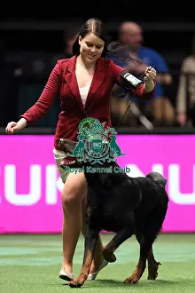 Crufts 2016 Best of Breed