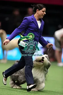 Crufts 2016 Best of Breed