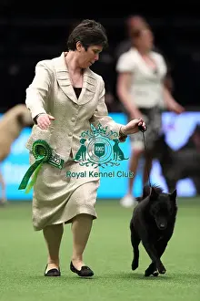 Crufts 2016 Best of Breed