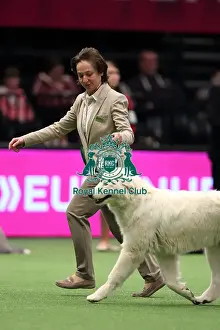 Crufts 2016 Best of Breed