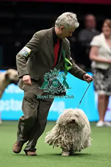 Crufts 2016 Best of Breed