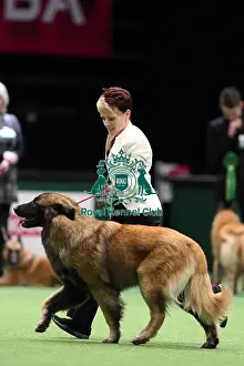 Crufts 2016 Best of Breed