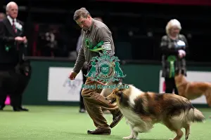 Crufts 2016 Best of Breed