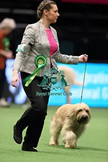 Crufts 2016 Best of Breed