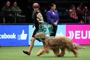 Crufts 2016 Best of Breed