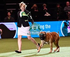 Crufts 2016 Best of Breed