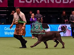 Crufts 2016 Best of Breed