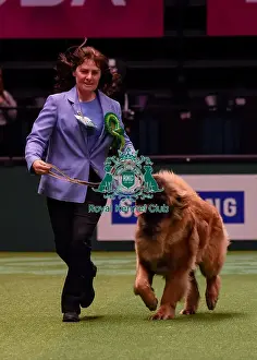Crufts 2016 Best of Breed