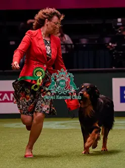 Crufts 2016 Best of Breed