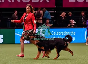 Crufts 2016 Best of Breed