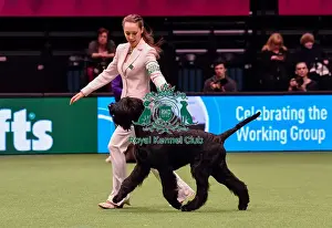 Crufts 2016 Best of Breed