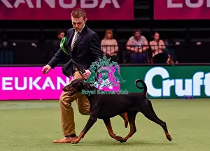 Crufts 2016 Best of Breed