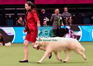 Crufts 2016 Best of Breed