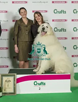 Crufts 2016 Best of Breed
