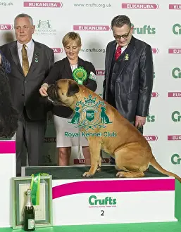 Crufts 2016 Best of Breed