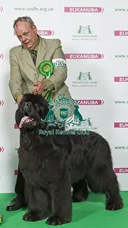Crufts 2016 Best of Breed