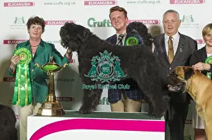 Crufts 2016 Best of Breed