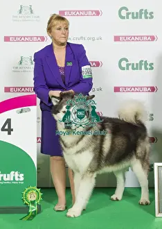 Crufts 2016 Best of Breed