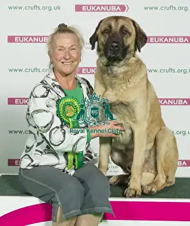 Crufts 2016 Best of Breed