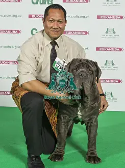 Crufts 2016 Best of Breed