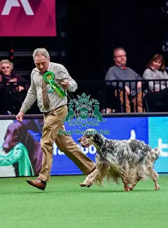 Crufts 2016 Best of Breed