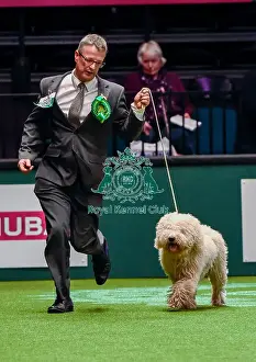 Crufts 2016 Best of Breed