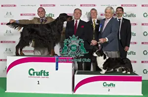 Crufts 2016 Best of Breed