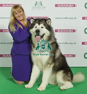 Crufts 2016 Best of Breed