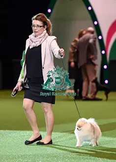 Crufts 2016 Best of Breed