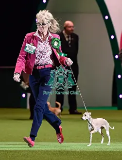 Crufts 2016 Best of Breed