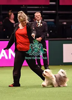 Crufts 2016 Best of Breed