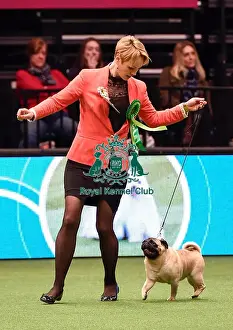 Crufts 2016 Best of Breed