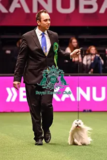 Crufts 2016 Best of Breed