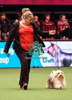 Crufts 2016 Best of Breed
