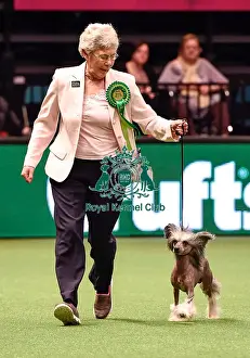 Crufts 2016 Best of Breed