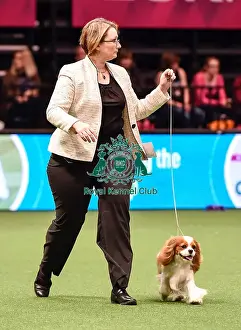 Crufts 2016 Best of Breed