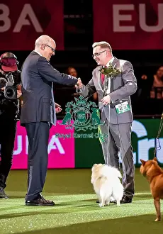 Crufts 2016 Best of Breed