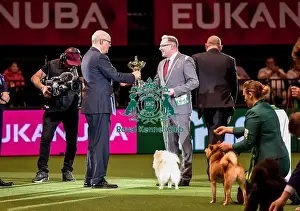 Crufts 2016 Best of Breed