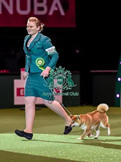 Crufts 2016 Best of Breed