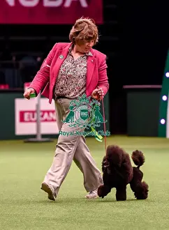 Crufts 2016 Best of Breed