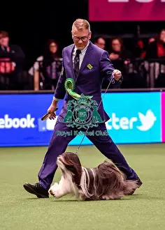 Crufts 2016 Best of Breed
