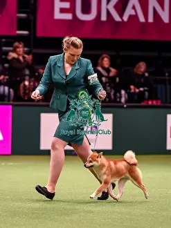 Crufts 2016 Best of Breed