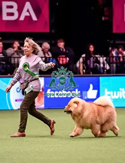 Crufts 2016 Best of Breed