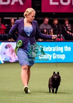 Crufts 2016 Best of Breed