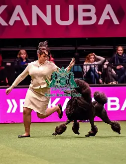 Crufts 2016 Best of Breed